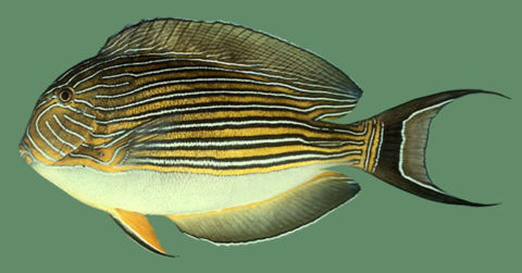 Acanthurus lineatus (Clown / Lined / Striped Surgeonfish)