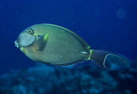 Acanthurus maculiceps (White-freckled Surgeonfish)