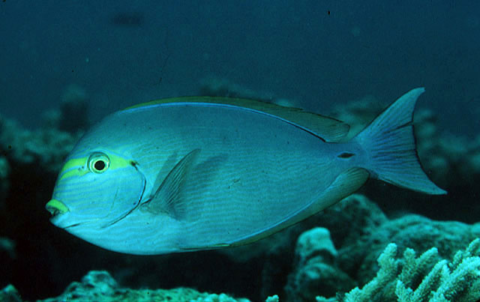 Acanthurus mata (Yellow-mask Surgeonfish)