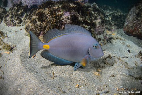 Acanthurus monroviae (Monrovia Surgeonfish)