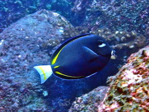 Acanthurus nigricans (White-cheek Surgeonfish)