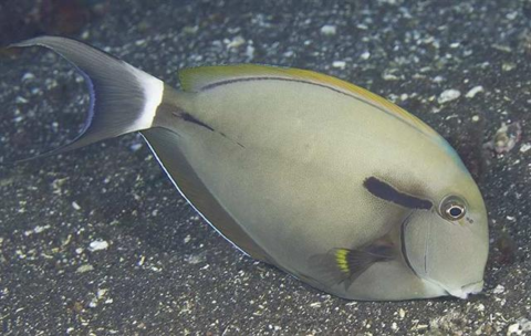 Acanthurus nigricauda (Epaulette Surgeonfish)