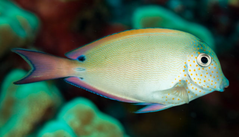 Acanthurus nigrofuscus (Dusky/Brown Surgeonfish)